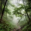 Adventure In The Jungle