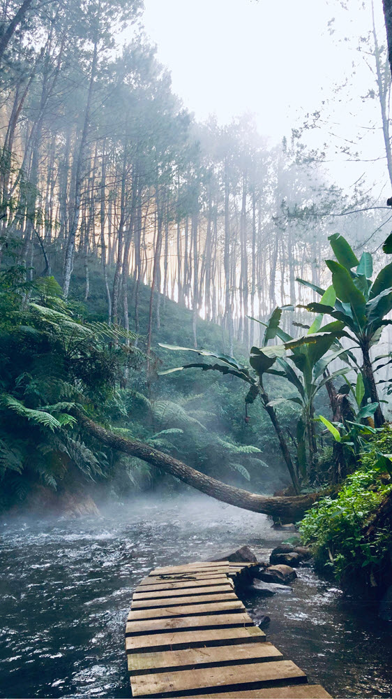 Adventure In The Jungle